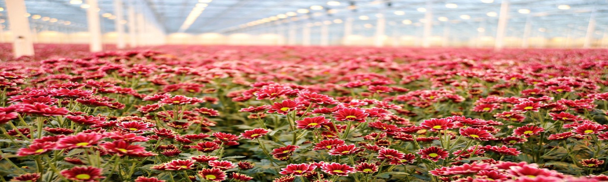 Chrysanten aaltjes